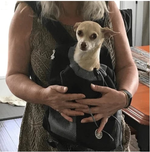 2023 Winter Dog Backpack