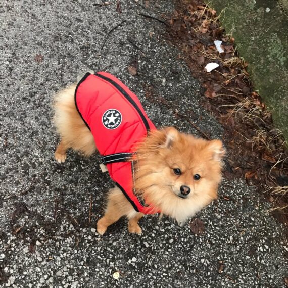 3 In 1 Dog Winter Jacket