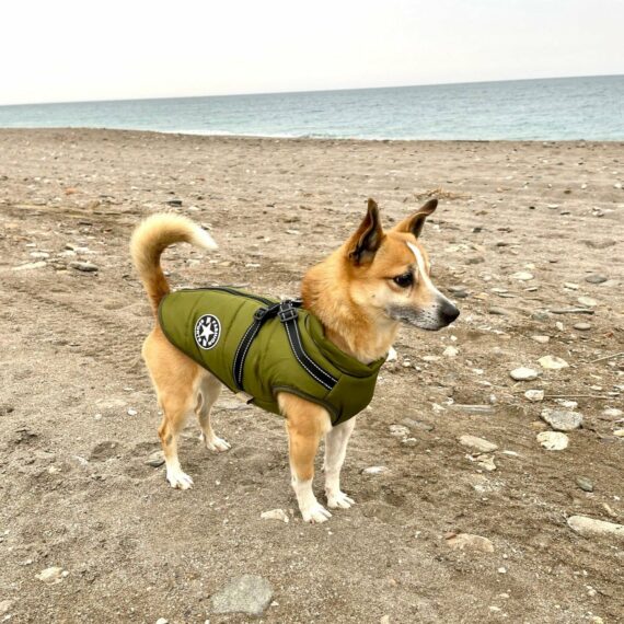 3 In 1 Dog Winter Jacket