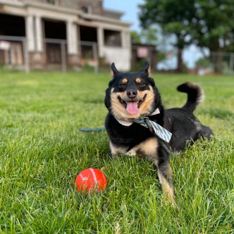 Pet Bounce Ball