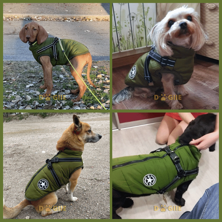 Dogiie Waterproof Winter Jacket with Built-in Harness