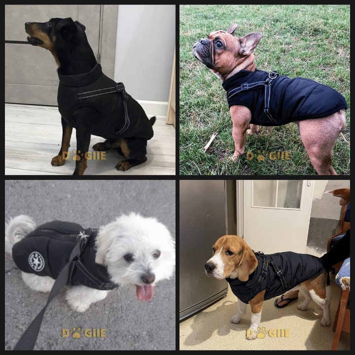 Dogiie Waterproof Winter Jacket with Built-in Harness