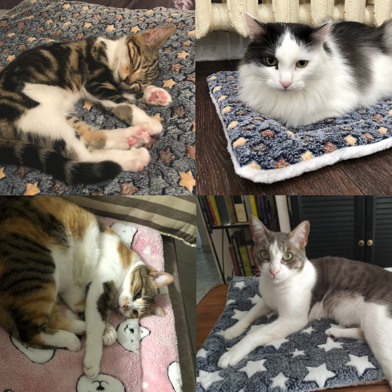 (Early Christmas Sale- SAVE 48% OFF)Calming Cat Blanket