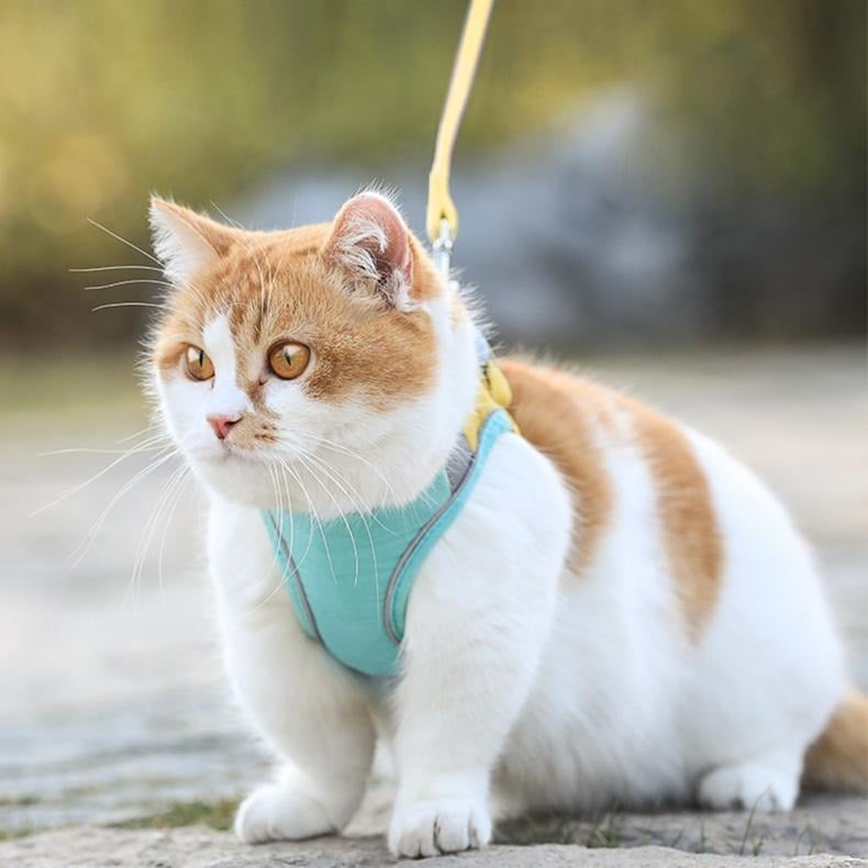 (HOT SALE NOW-49% OFF) Luminous Cat Vest Harness and Leash Set