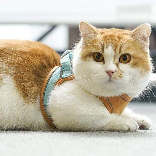 (HOT SALE NOW-49% OFF) Luminous Cat Vest Harness and Leash Set