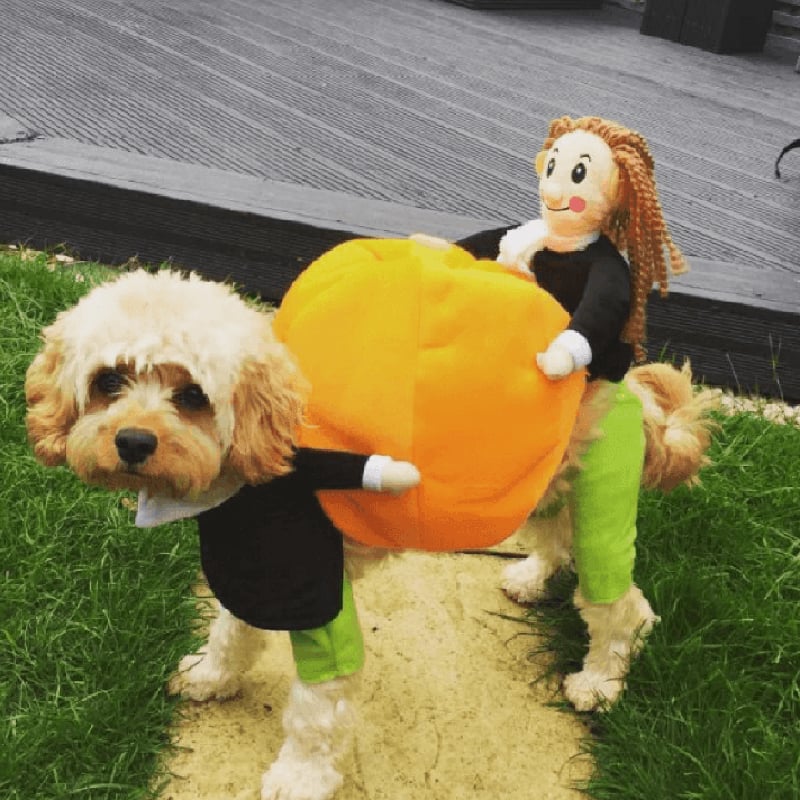 Last Week 60% OFF – Dog Pumpkin Halloween Costume – Buy 2 FREE SHIPPING