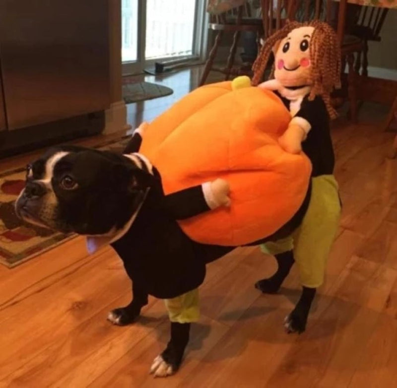 Last Week 60% OFF – Dog Pumpkin Halloween Costume – Buy 2 FREE SHIPPING