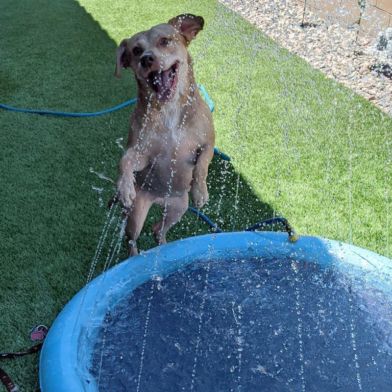 PawSplash – Dog’s Favorite Summer Joy