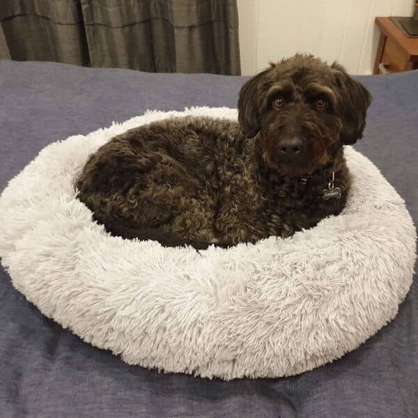 SnuggleCloud  – Anti-Anxiety Calming Dog Bed